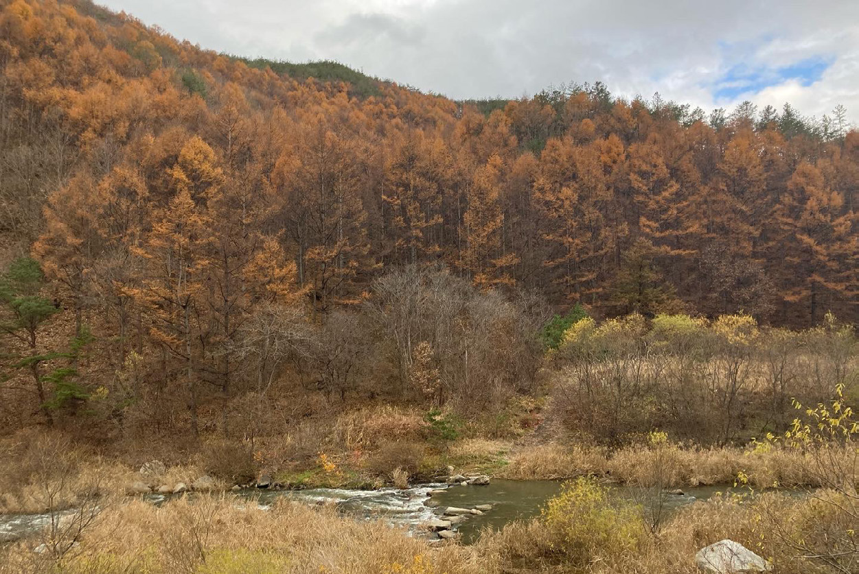 봉화 춘양의 낙엽송(사진: 허태임)